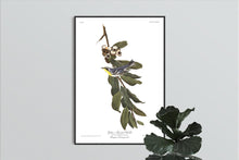 Load image into Gallery viewer, Yellow Throated Warbler Print by John Audubon
