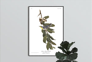Yellow Throated Warbler Print by John Audubon