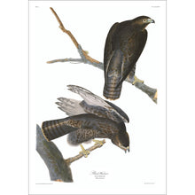 Load image into Gallery viewer, Black Warrior Print by John Audubon