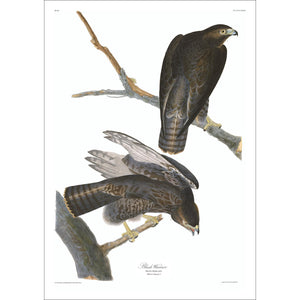 Black Warrior Print by John Audubon