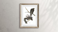 Load image into Gallery viewer, Black Warrior Print by John Audubon