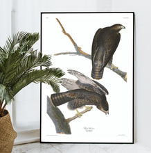 Load image into Gallery viewer, Black Warrior Print by John Audubon