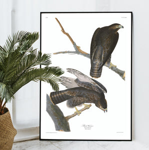Black Warrior Print by John Audubon