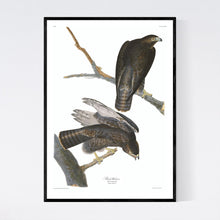 Load image into Gallery viewer, Black Warrior Print by John Audubon