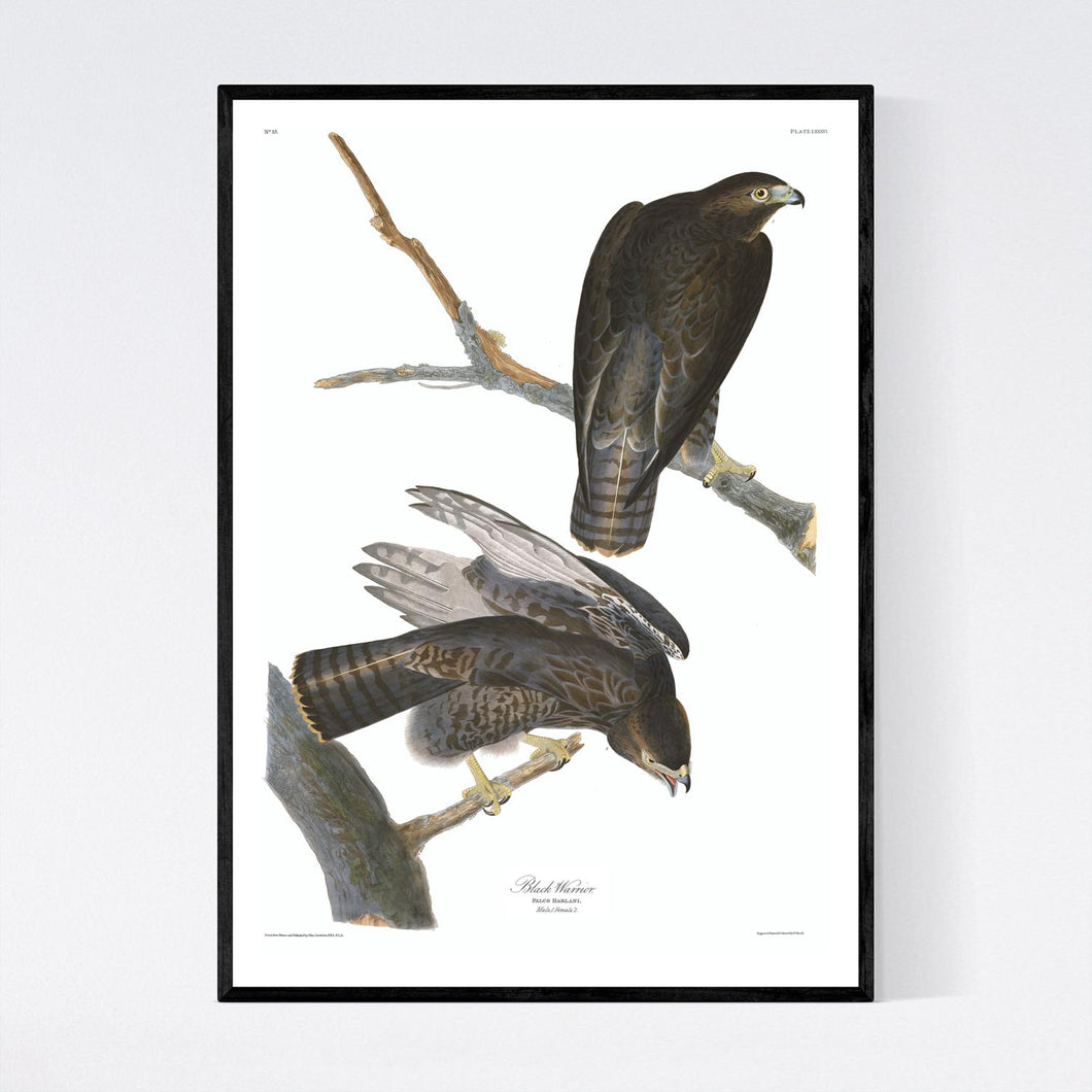 Black Warrior Print by John Audubon