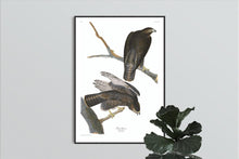 Load image into Gallery viewer, Black Warrior Print by John Audubon