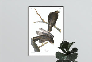 Black Warrior Print by John Audubon