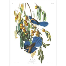 Load image into Gallery viewer, Florida Jay Print by John Audubon