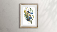 Load image into Gallery viewer, Florida Jay Print by John Audubon