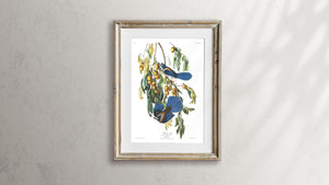 Florida Jay Print by John Audubon