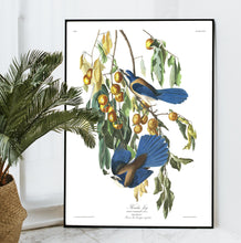 Load image into Gallery viewer, Florida Jay Print by John Audubon