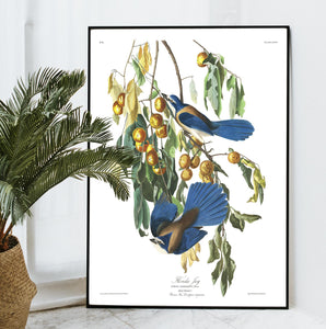 Florida Jay Print by John Audubon