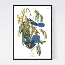 Load image into Gallery viewer, Florida Jay Print by John Audubon