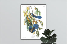 Load image into Gallery viewer, Florida Jay Print by John Audubon