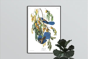 Florida Jay Print by John Audubon