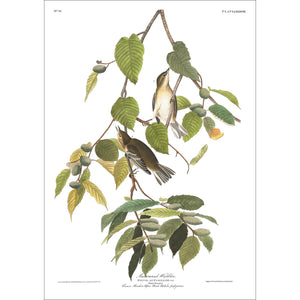 Autumnal Warbler Print by John Audubon