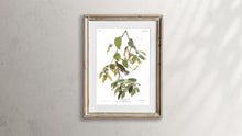 Load image into Gallery viewer, Autumnal Warbler Print by John Audubon