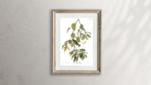 Autumnal Warbler Print by John Audubon