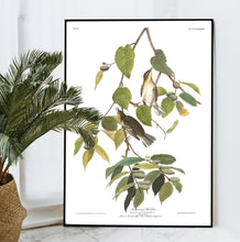 Load image into Gallery viewer, Autumnal Warbler Print by John Audubon