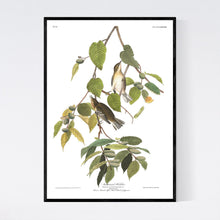 Load image into Gallery viewer, Autumnal Warbler Print by John Audubon