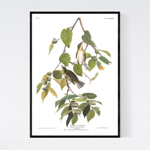 Autumnal Warbler Print by John Audubon