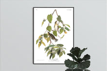 Load image into Gallery viewer, Autumnal Warbler Print by John Audubon