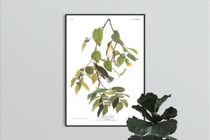 Autumnal Warbler Print by John Audubon