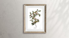 Load image into Gallery viewer, Nashville Warbler Print by John Audubon