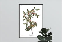 Load image into Gallery viewer, Nashville Warbler Print by John Audubon