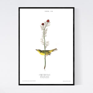 Selby's Fly Catcher Print by John Audubon