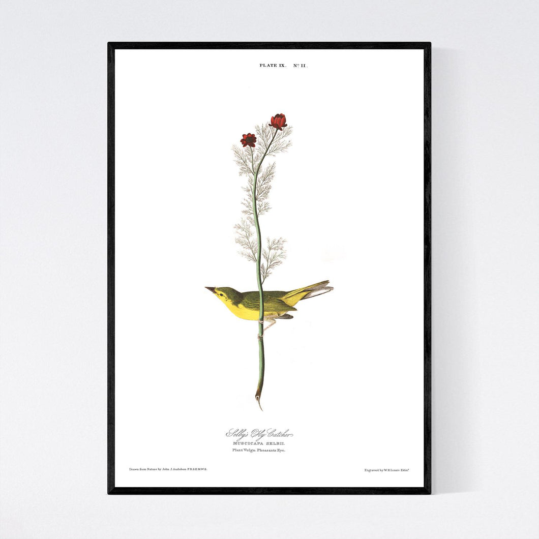Selby's Fly Catcher Print by John Audubon
