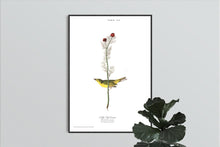 Load image into Gallery viewer, Selby&#39;s Fly Catcher Print by John Audubon