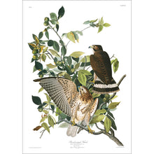 Load image into Gallery viewer, Broad-Winged Hawk Print by John Audubon