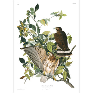 Broad-Winged Hawk Print by John Audubon