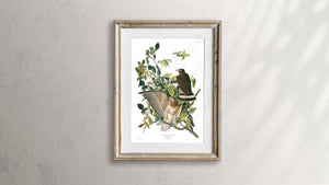 Broad-Winged Hawk Print by John Audubon