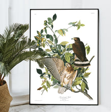 Load image into Gallery viewer, Broad-Winged Hawk Print by John Audubon