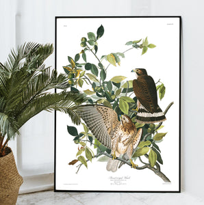 Broad-Winged Hawk Print by John Audubon