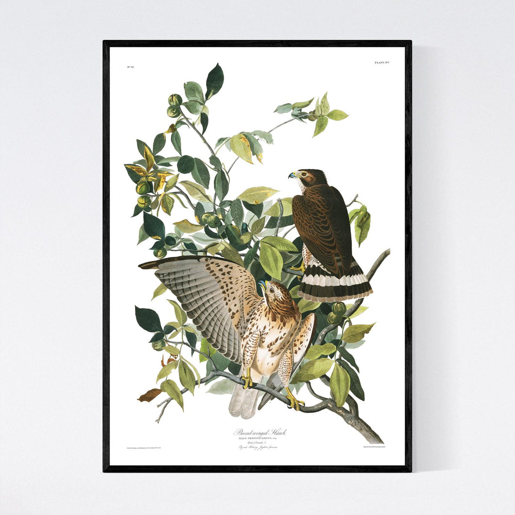 Broad-Winged Hawk Print by John Audubon