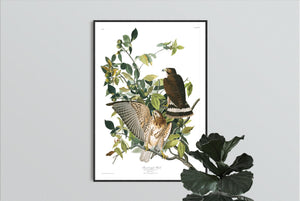 Broad-Winged Hawk Print by John Audubon