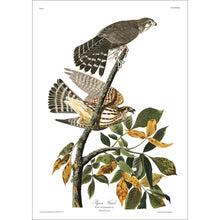 Load image into Gallery viewer, Pigeon Hawk Print by John Audubon