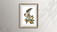 Load image into Gallery viewer, Pigeon Hawk Print by John Audubon