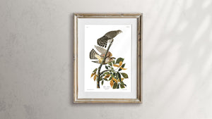 Pigeon Hawk Print by John Audubon