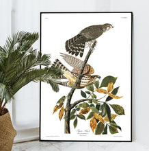 Load image into Gallery viewer, Pigeon Hawk Print by John Audubon