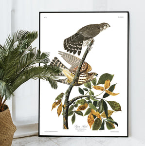 Pigeon Hawk Print by John Audubon