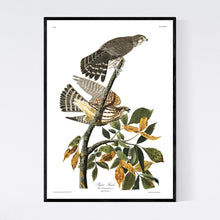Load image into Gallery viewer, Pigeon Hawk Print by John Audubon