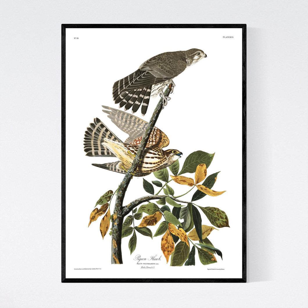 Pigeon Hawk Print by John Audubon