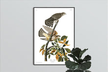 Load image into Gallery viewer, Pigeon Hawk Print by John Audubon
