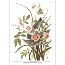 Load image into Gallery viewer, Sea Side Finch Print by John Audubon