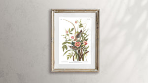 Sea Side Finch Print by John Audubon