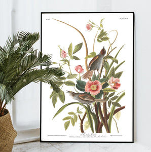 Sea Side Finch Print by John Audubon